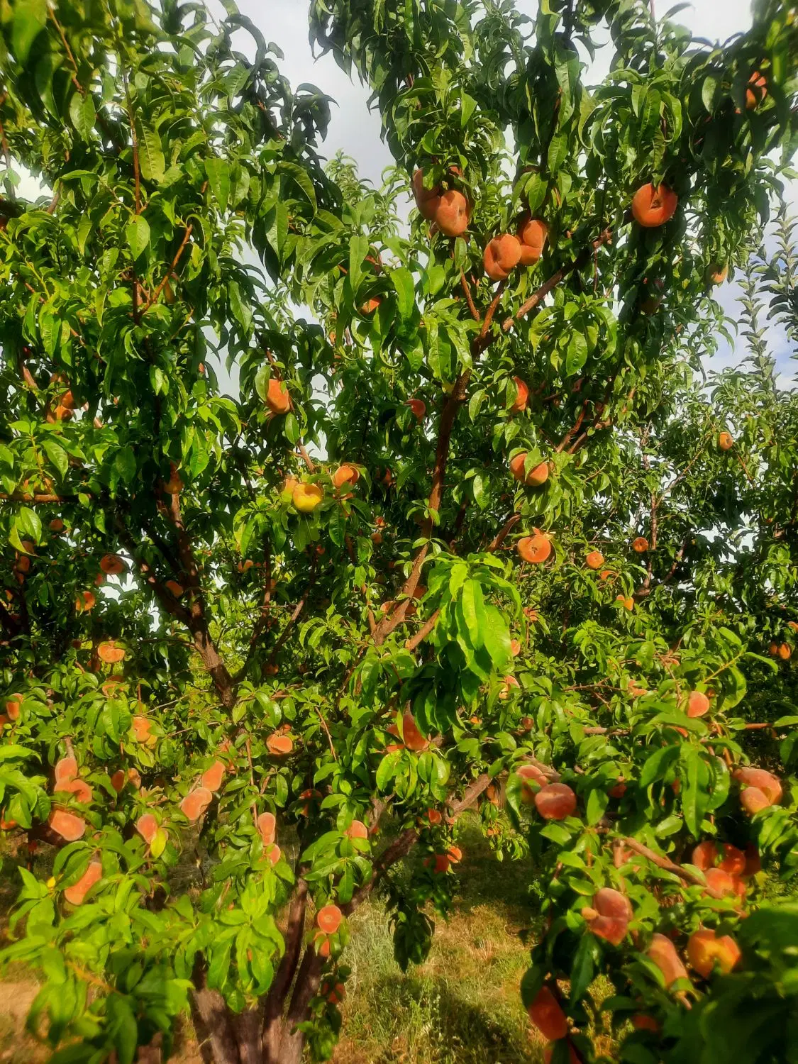 زمین کشاورزی