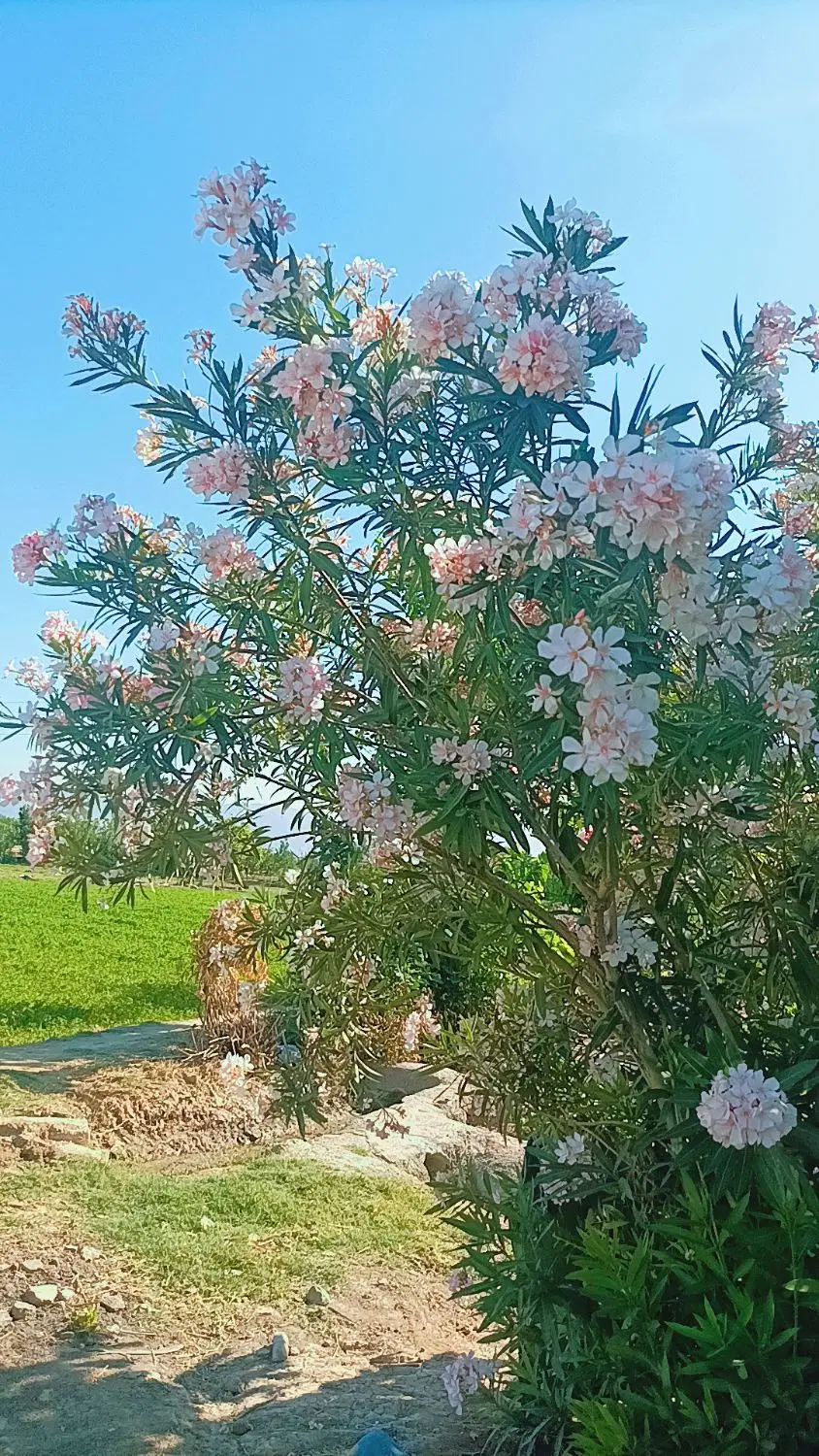 زمین کشاورزی سه هزار متری گلحصار سنددار