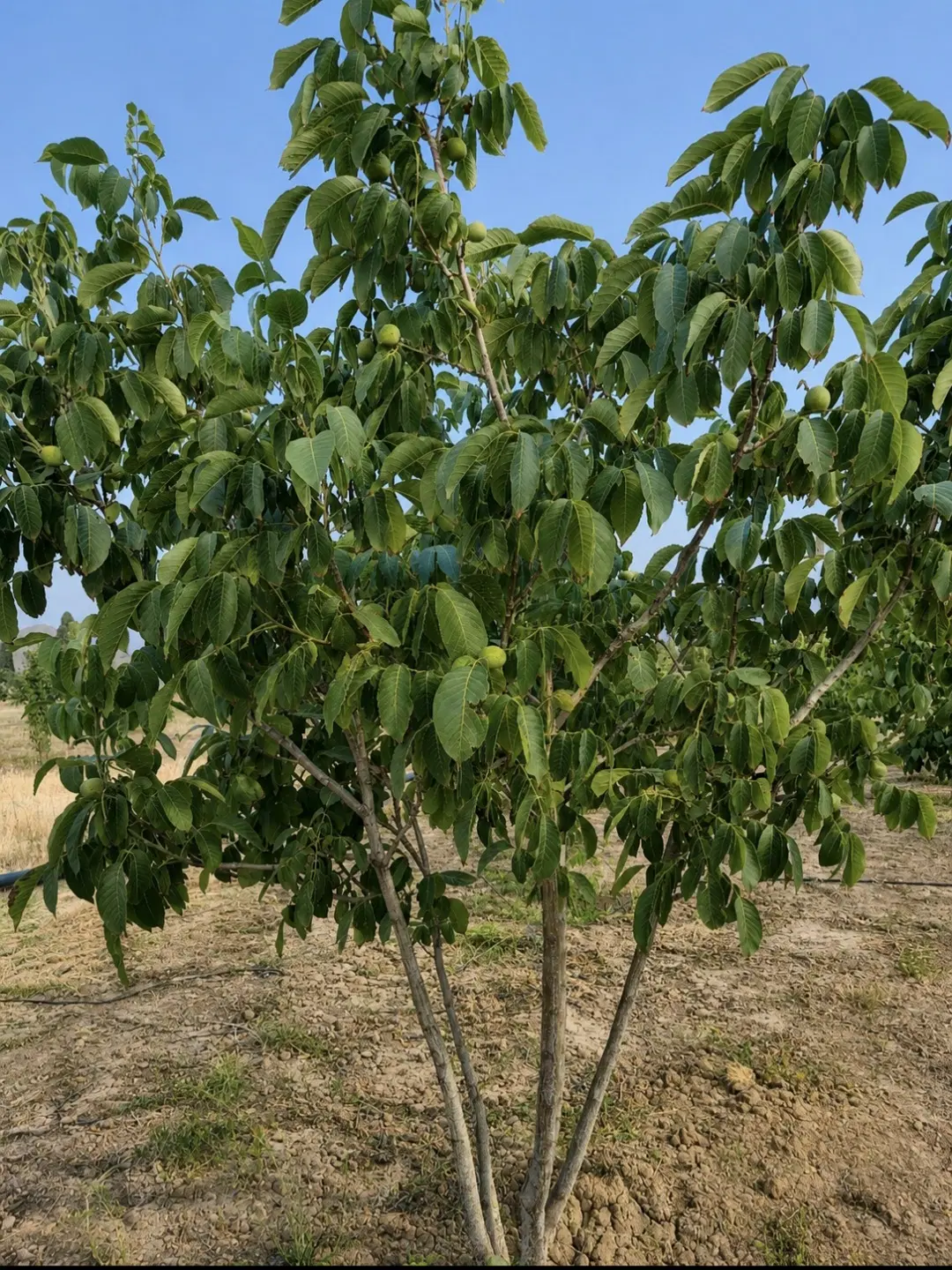 باغ ۱۰۰۰ متری نزدیک نقش رستم با سهمیه آب