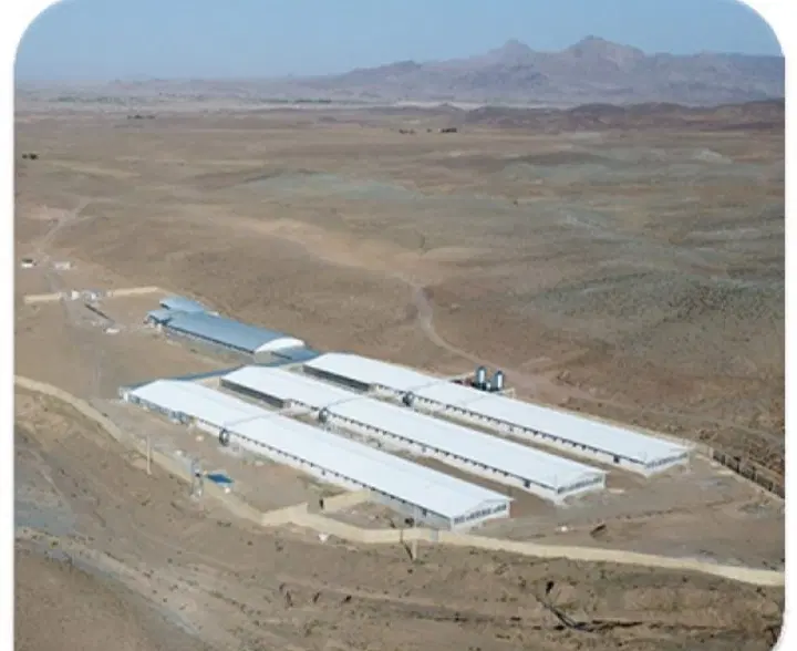 زمین مرغداری و مرغداری