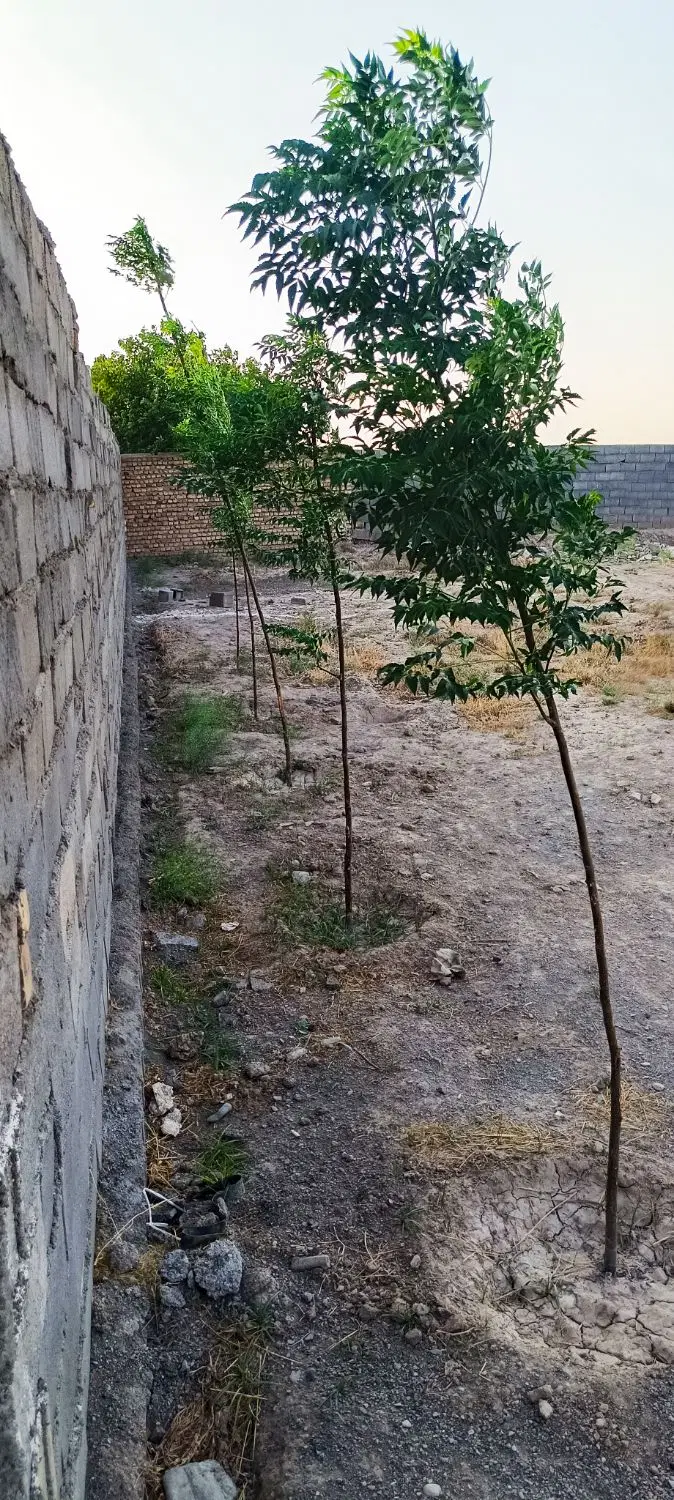زمین سیصد متری برای ویلا سازی
