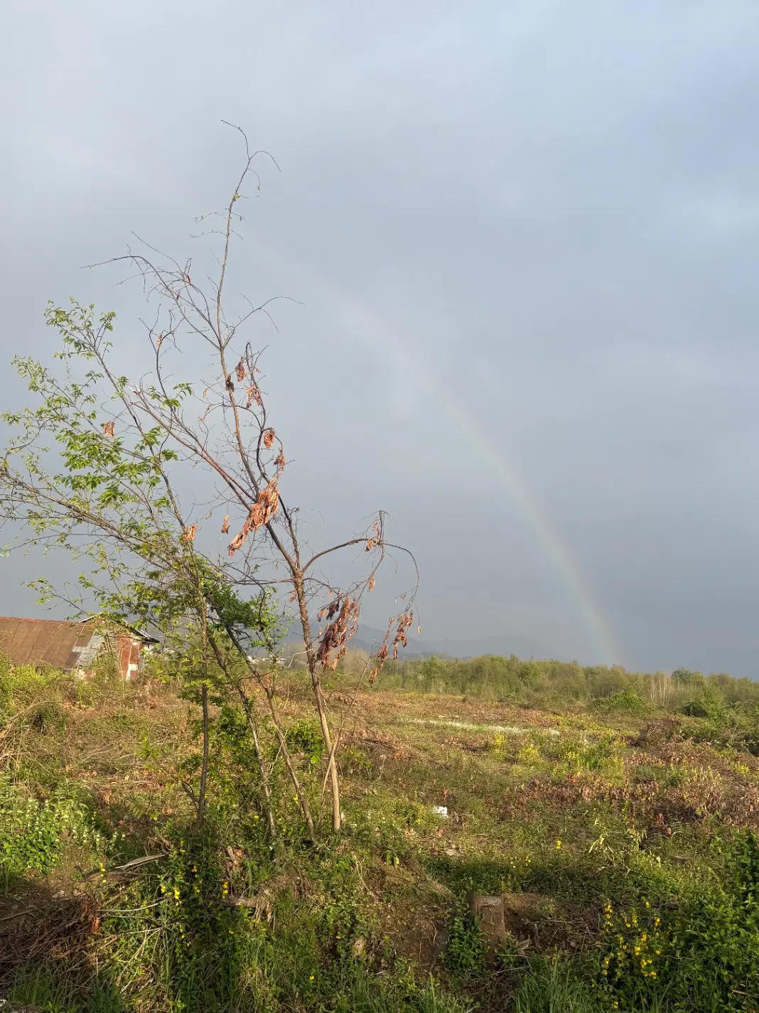 زمین مسکونی