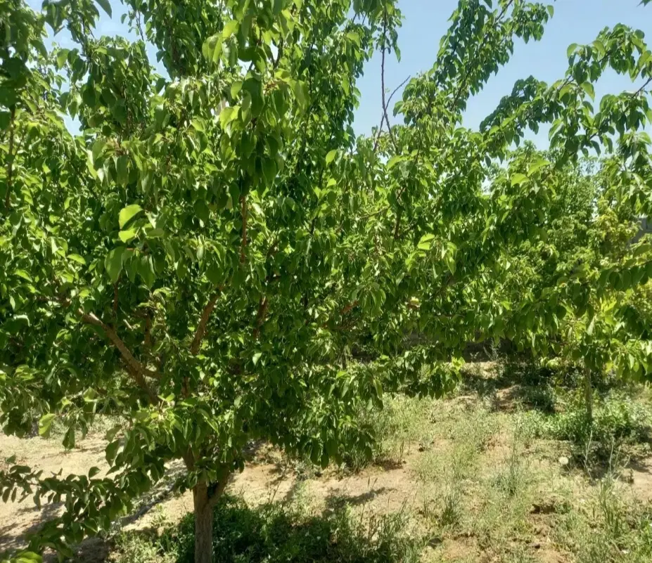فروش زمین کشاورزی