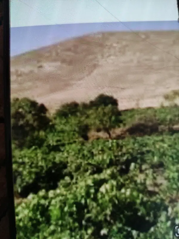 باغ انگور