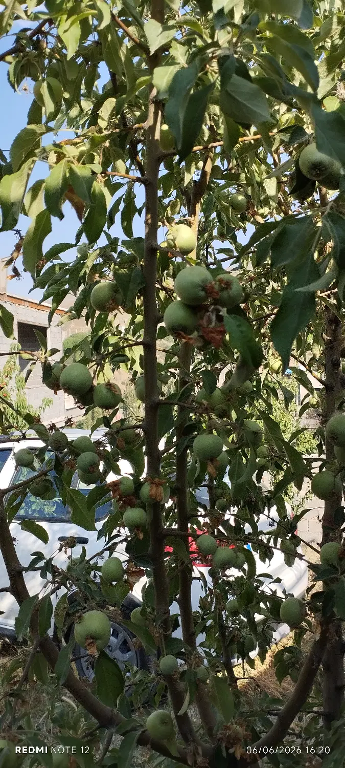 204 متر باغچه، لواسان بزرگ، روستای نیکنامده