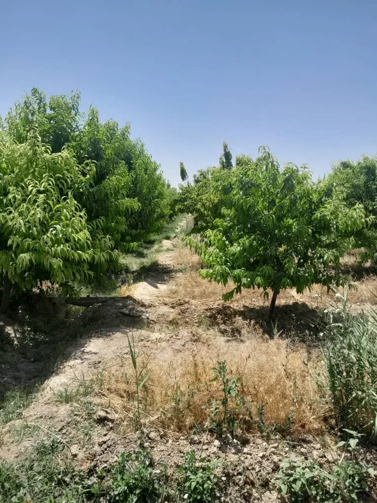 ۵هزار متر زمین باغی چسبیده به شهر