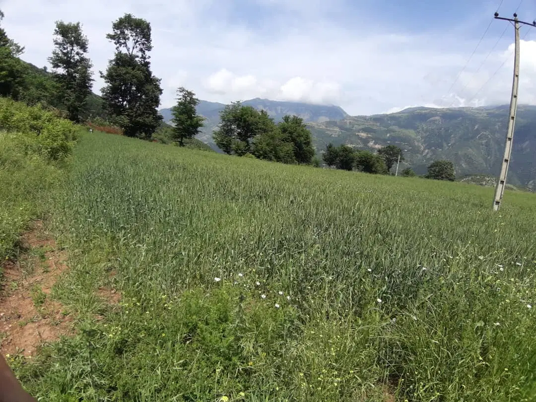فروش ویژه زمین باغی ۳۵۰۰ متری در روستای پلرم