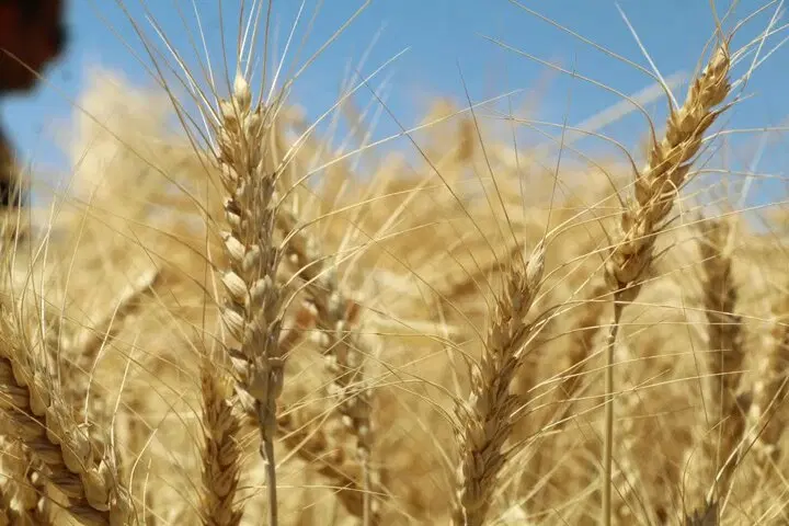 فروش گندم دیمی کمپاین رقم پرورشی 3 جام درجه یک  و