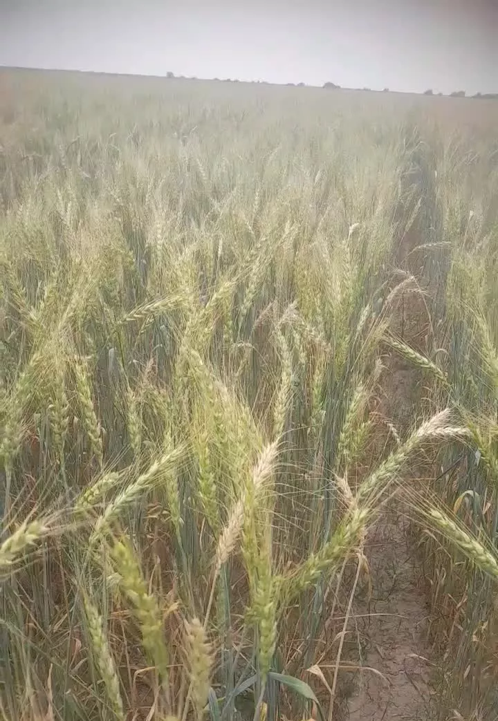 دوهکتارزمین