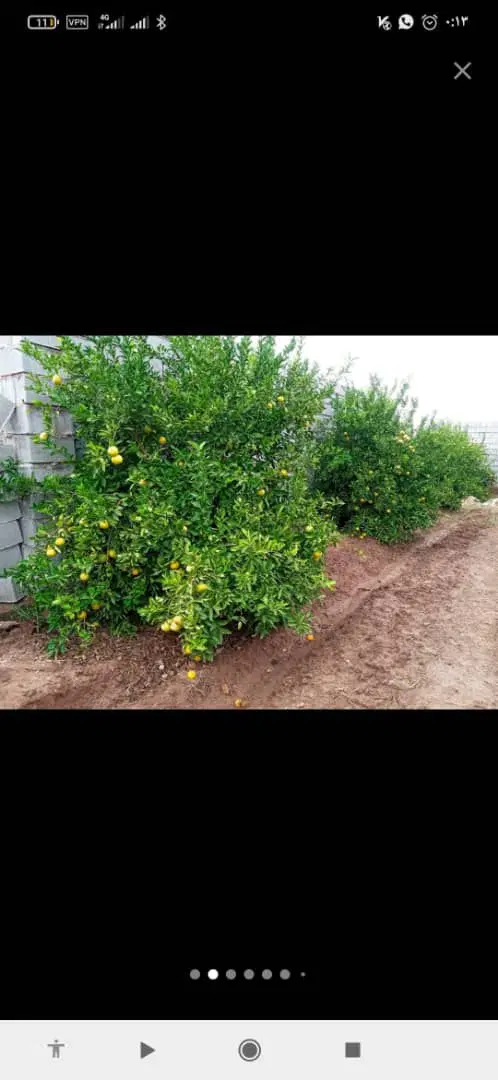 باغچه برقدار  دزفول شهرک منتظری