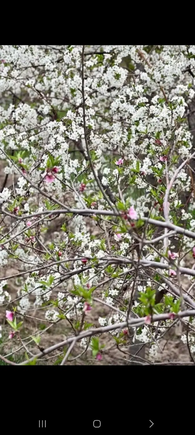 باغچه ۲۰۰۰متر استان البرز سهیلیه