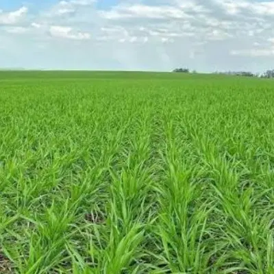 زمین روستای قلندرمحله