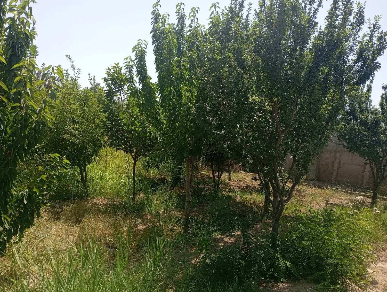 باغ میوه
