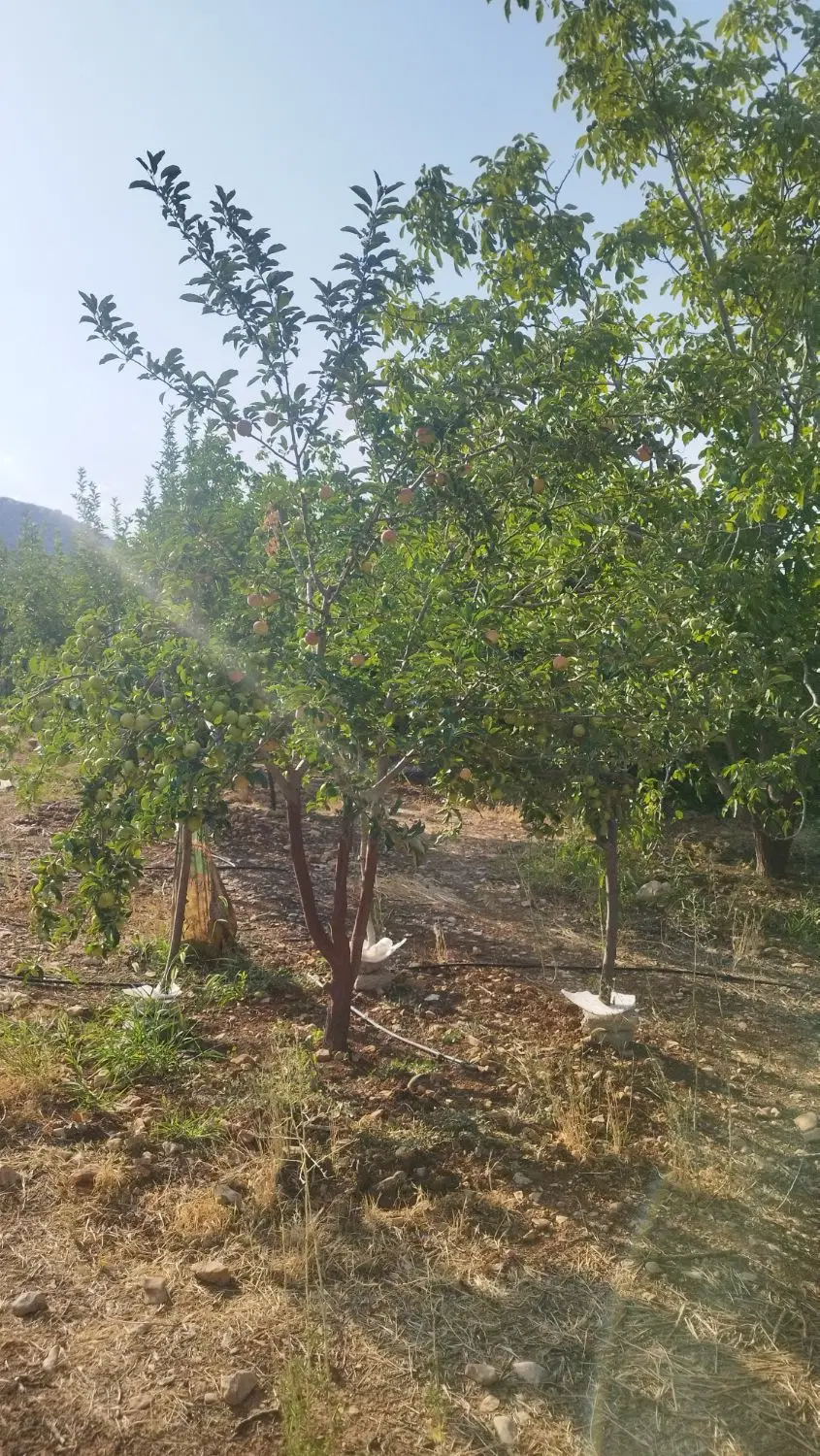دو قواره زمین چنارستان  سرگچبنه