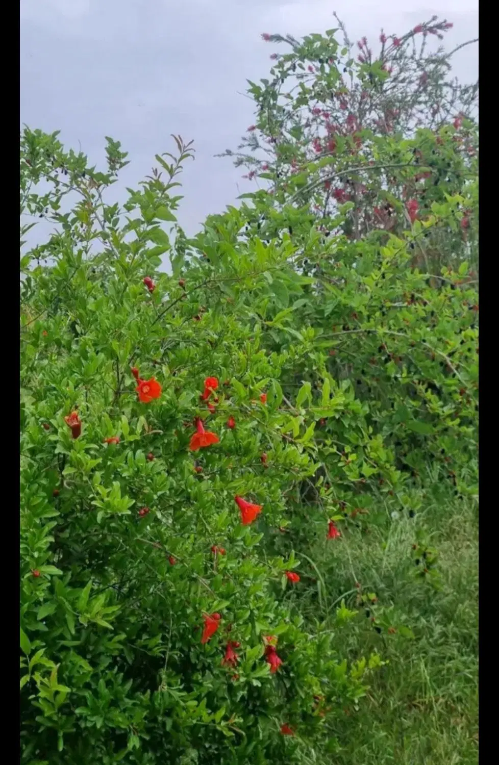 باغ هزارمتری