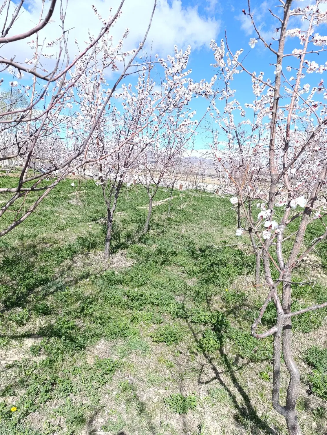باغچه