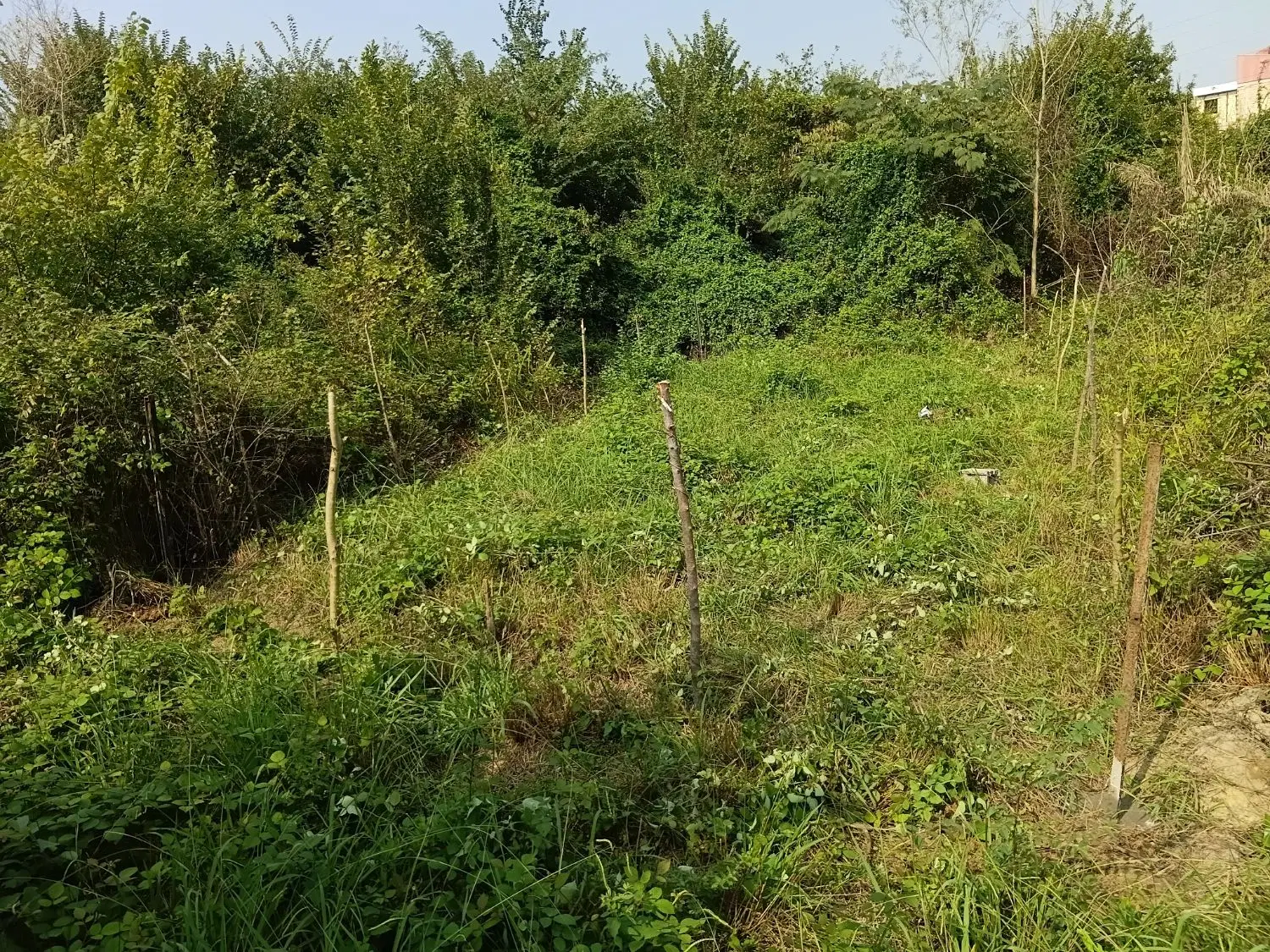 فروش زمین نسق