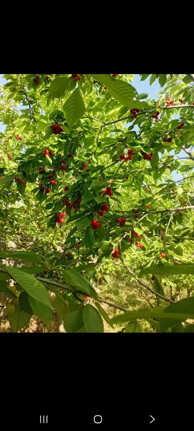 باغ زمین