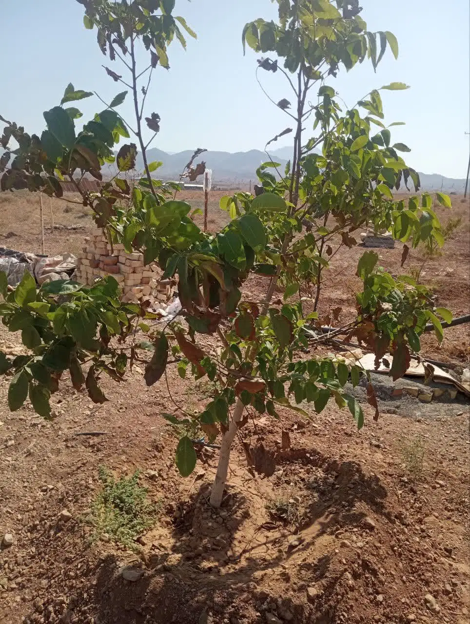 ۷۰۰متر زمین باغی