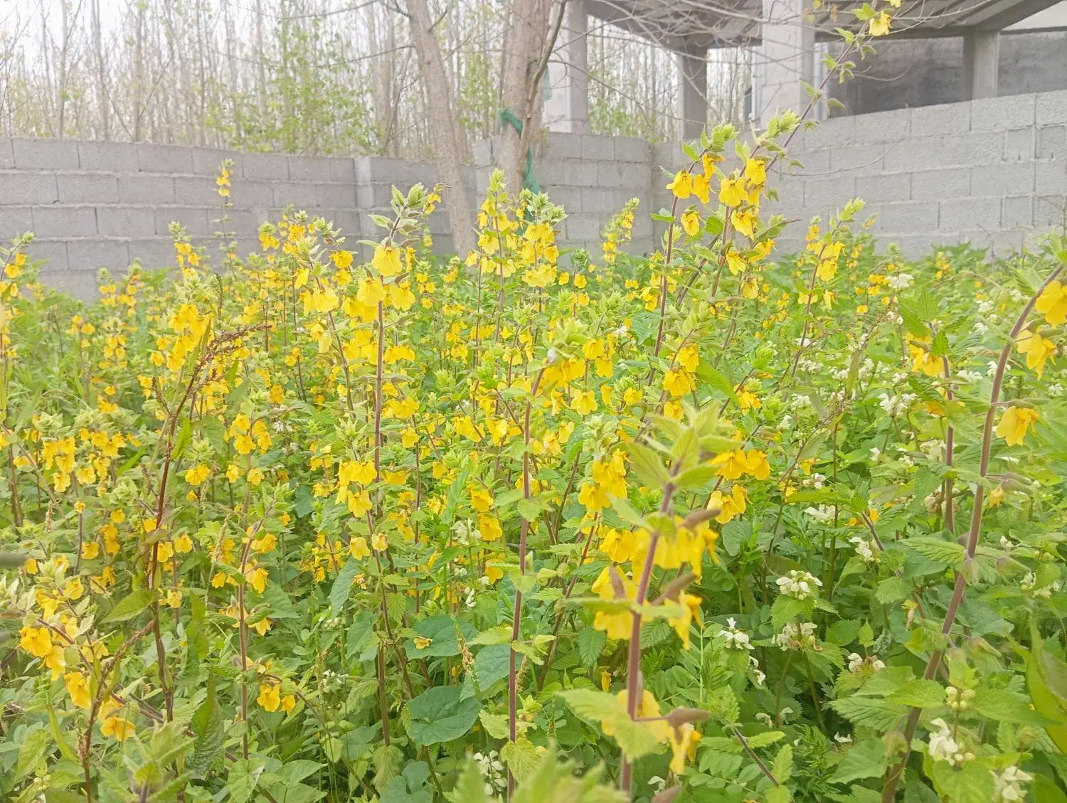۲۰۵ متر زمین ۴ دیواری شده دارای پروانه ساخت