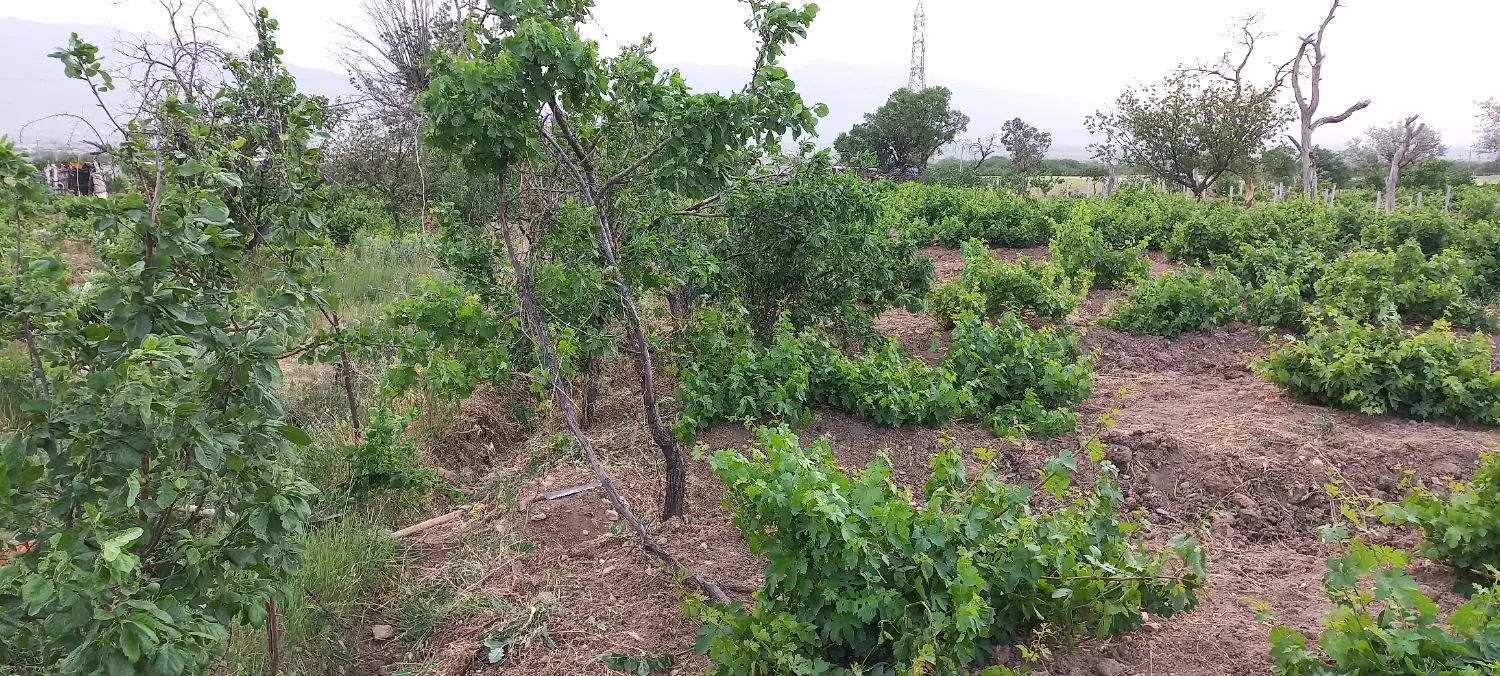 باغ فروشی