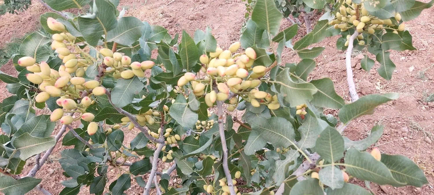 فروش باغ پسته ۱۵ ساله