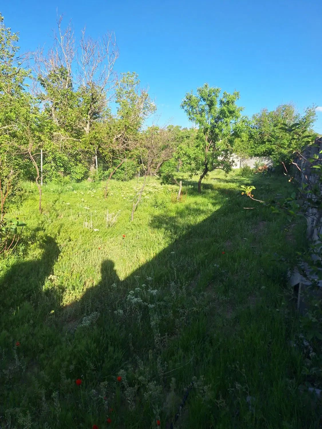 باغ در روستای تفریجان