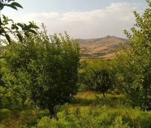 فروش ۱۰۰۰ متر زمین مناسب باغ و باغچه