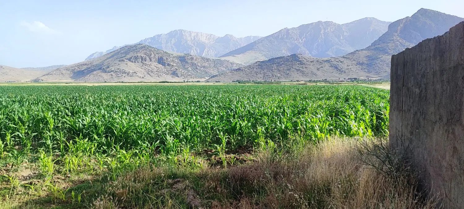 زمین کشاورزی