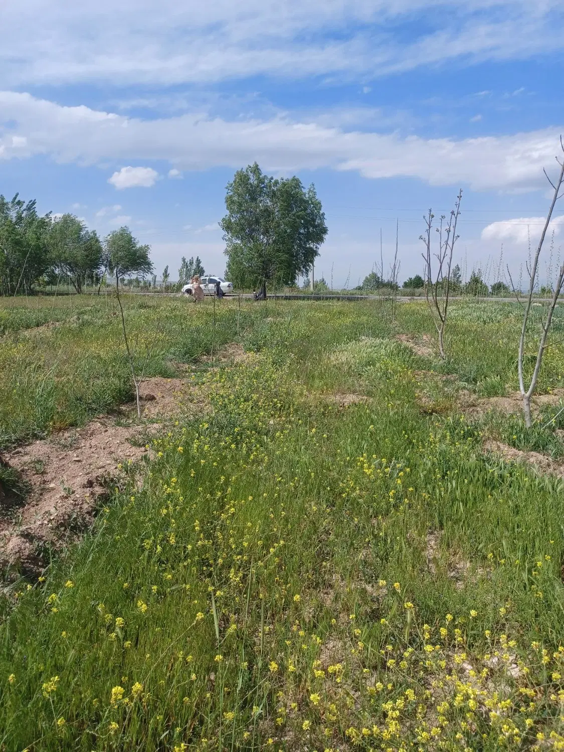 زمین روستایی باغ