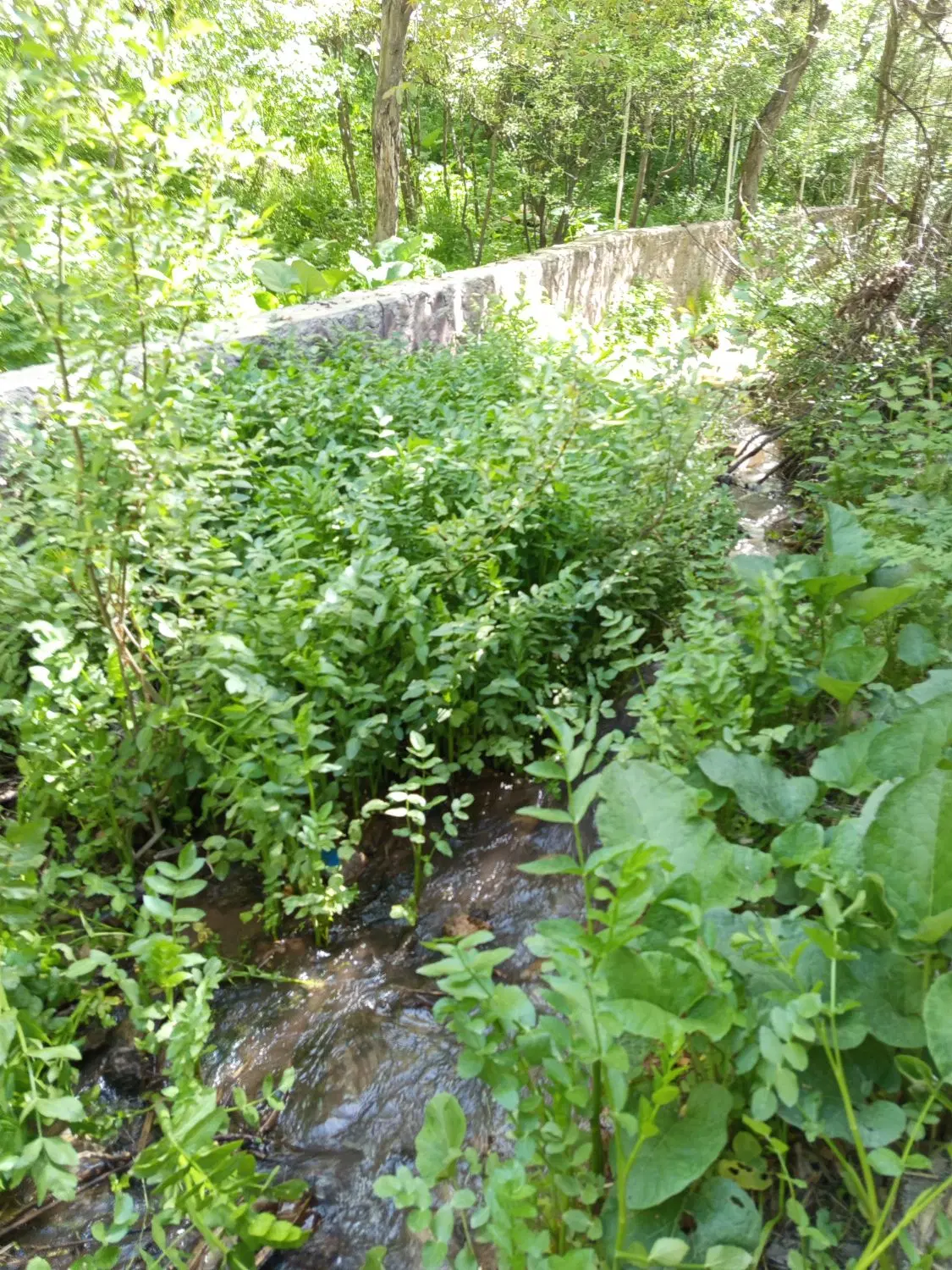 زمین و باغ کشاورزی