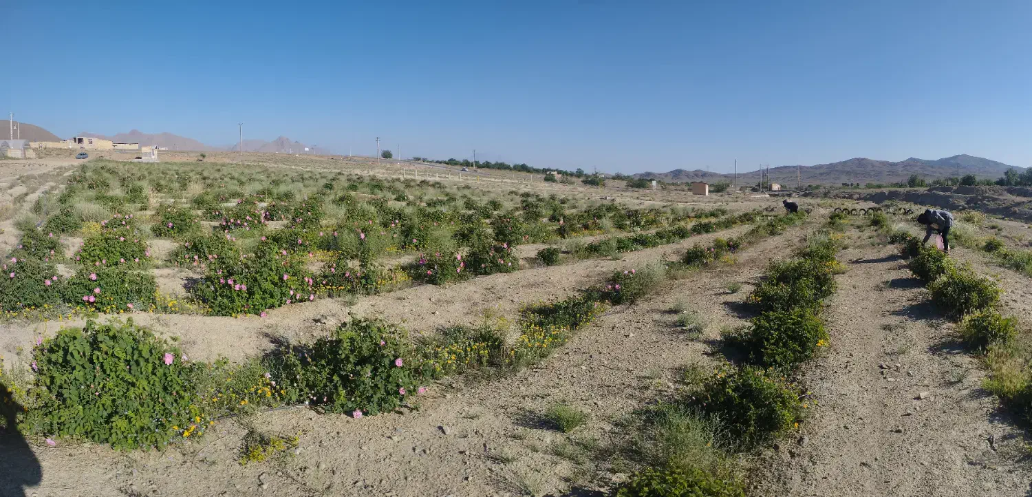مزرعه گل محمدی