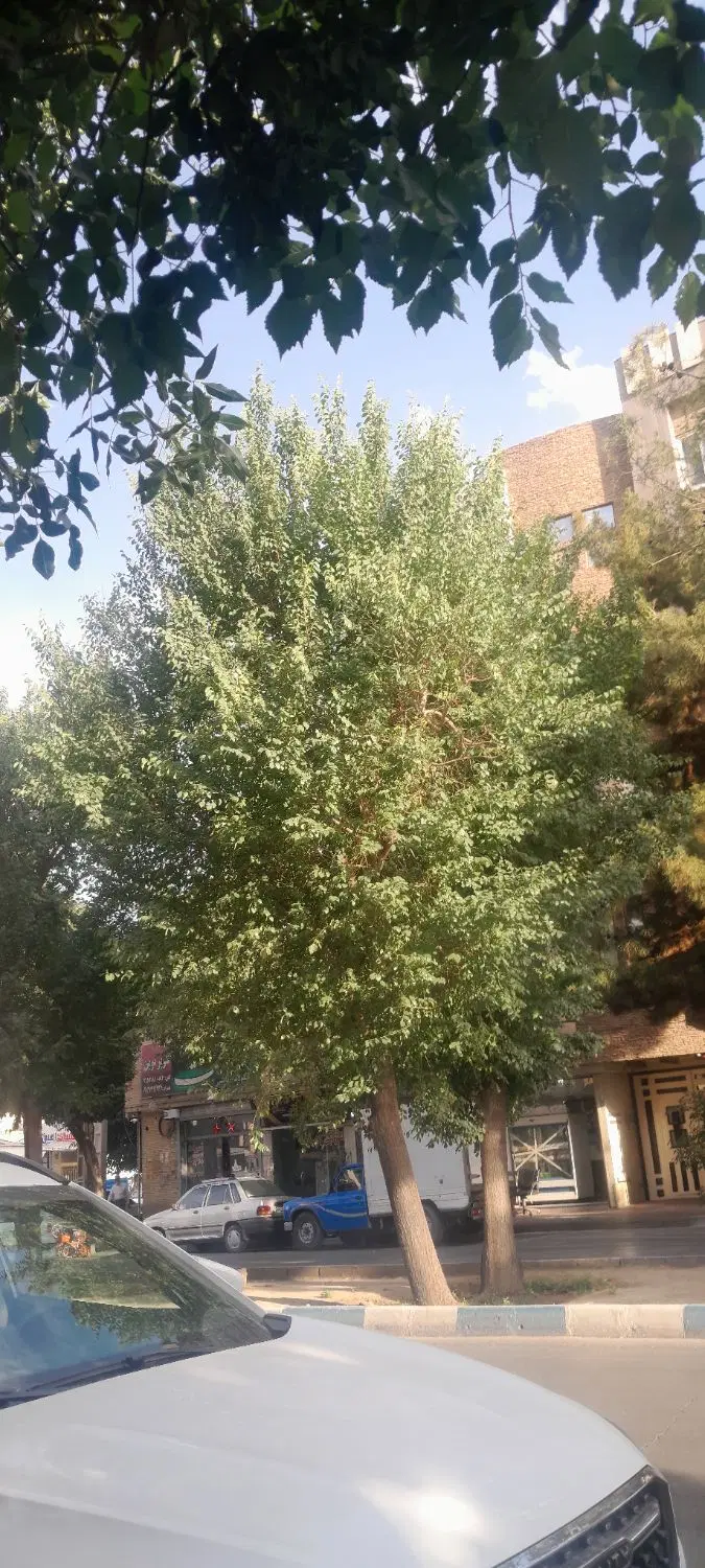 زمین پردیس