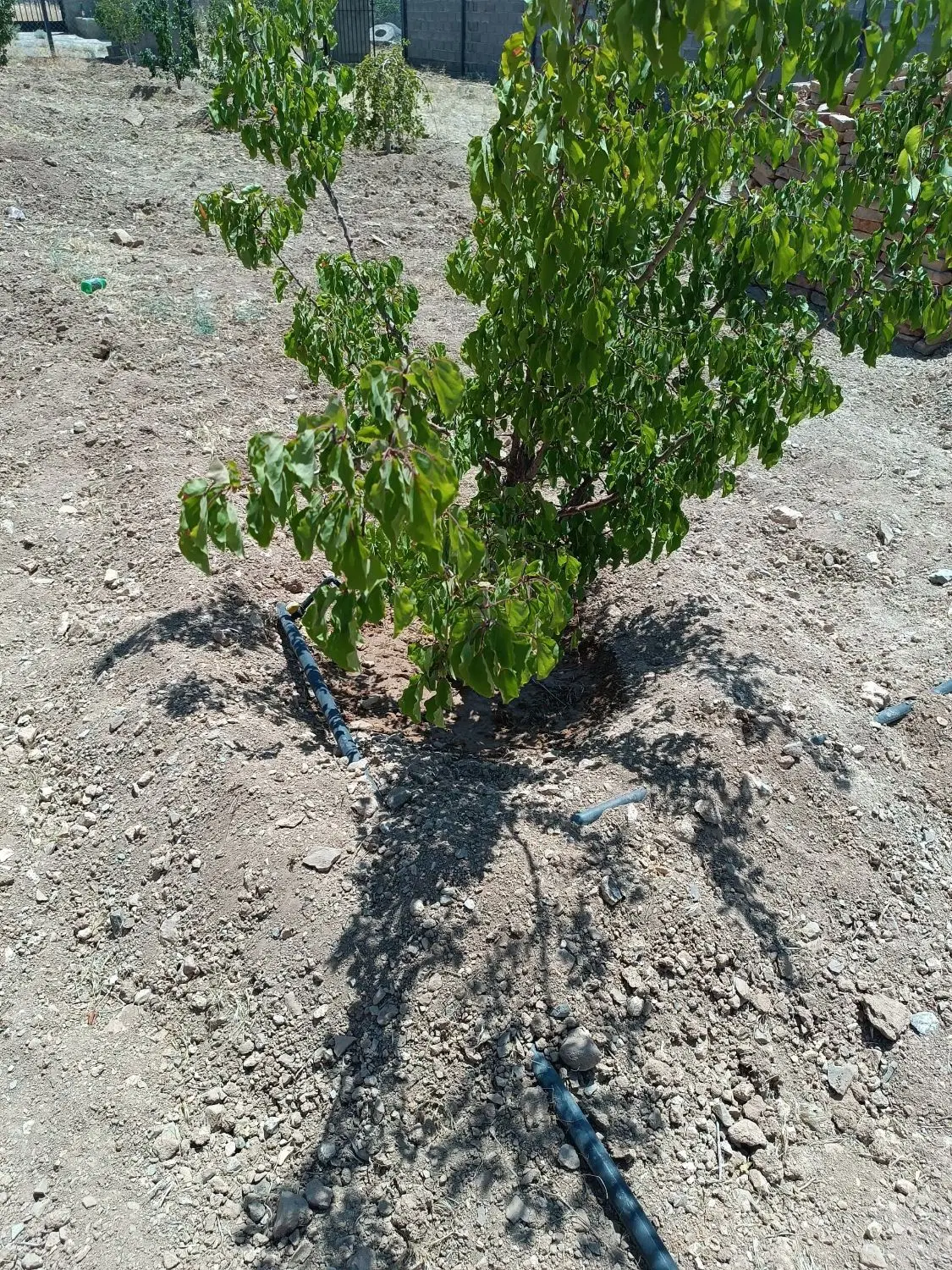 فروش باغ یکانه باغستان های ارم 2