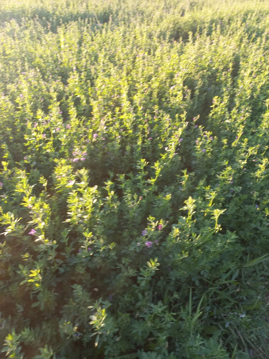 یک قطعه زمین