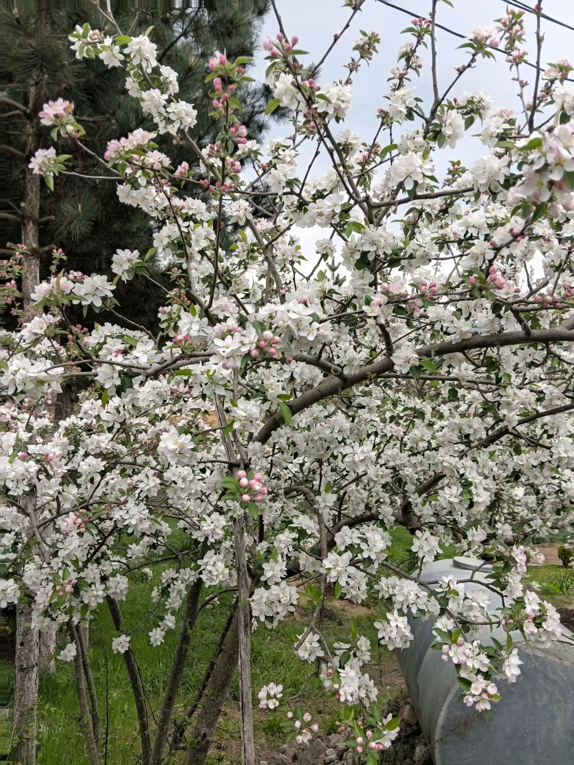 زمین سنددار ۲۸۰ متری کلاردشت