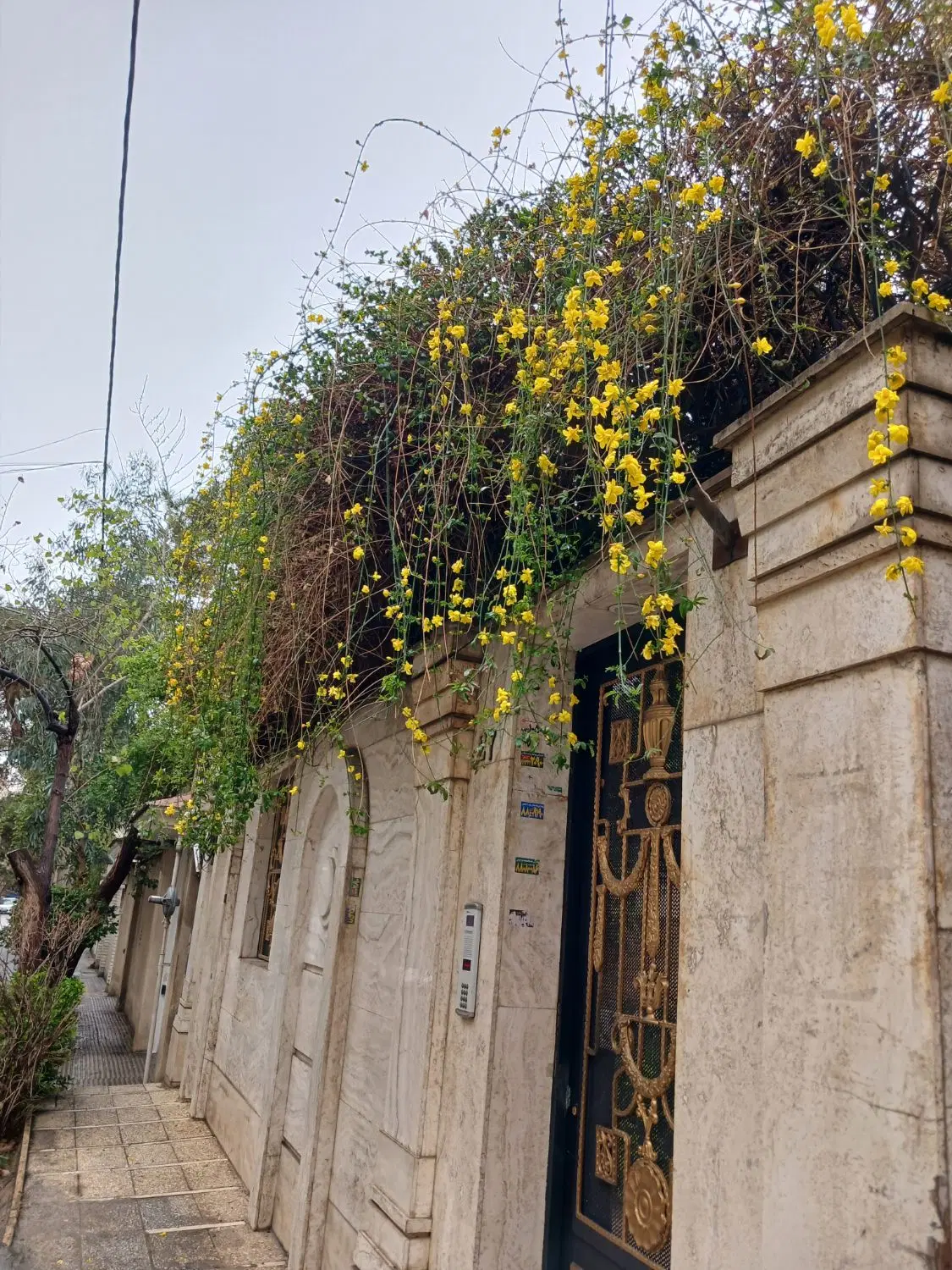 ۷۰ متر هروی، پناهی نیا
