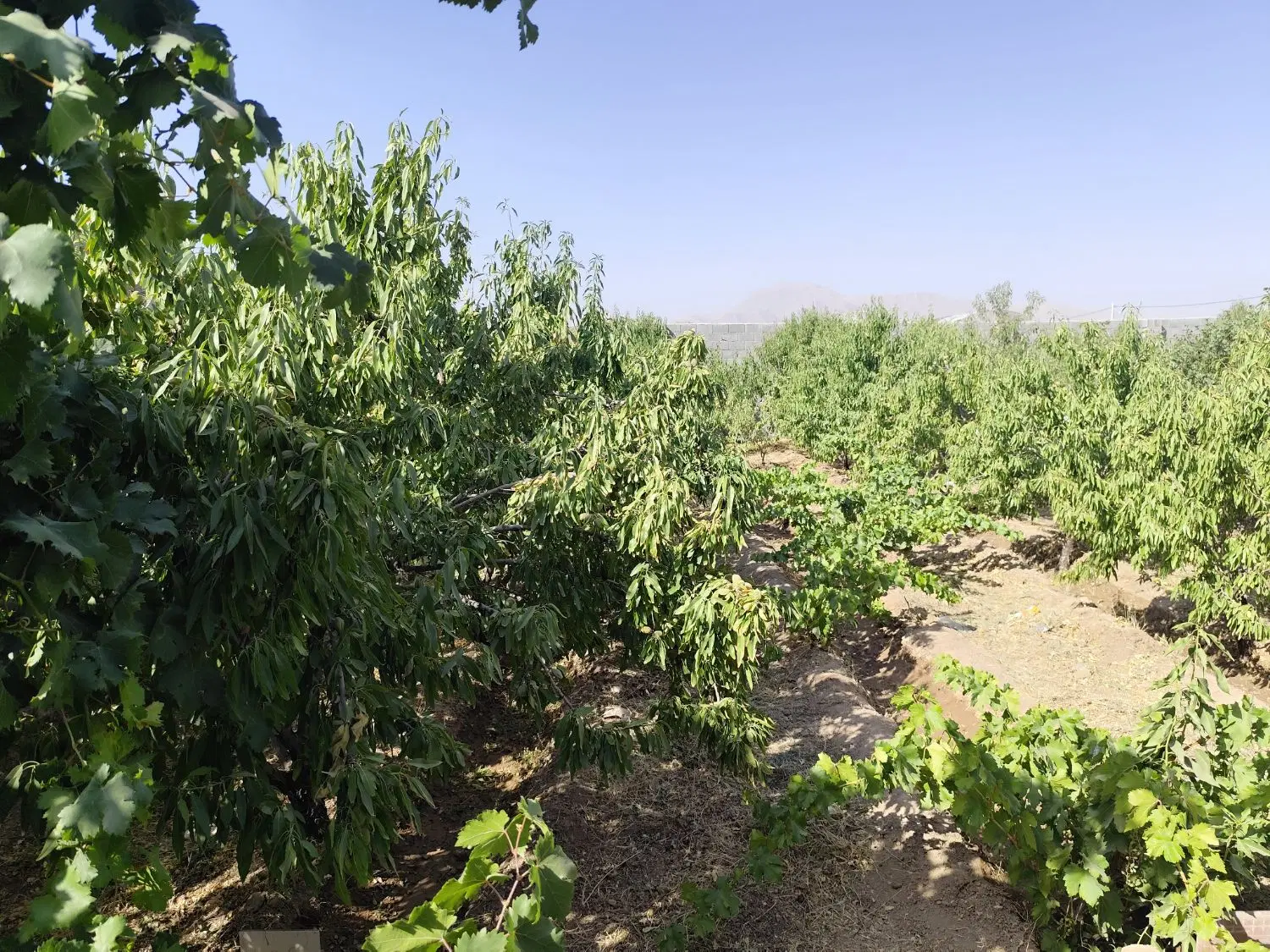 باغ زیبا همه چیز تمام