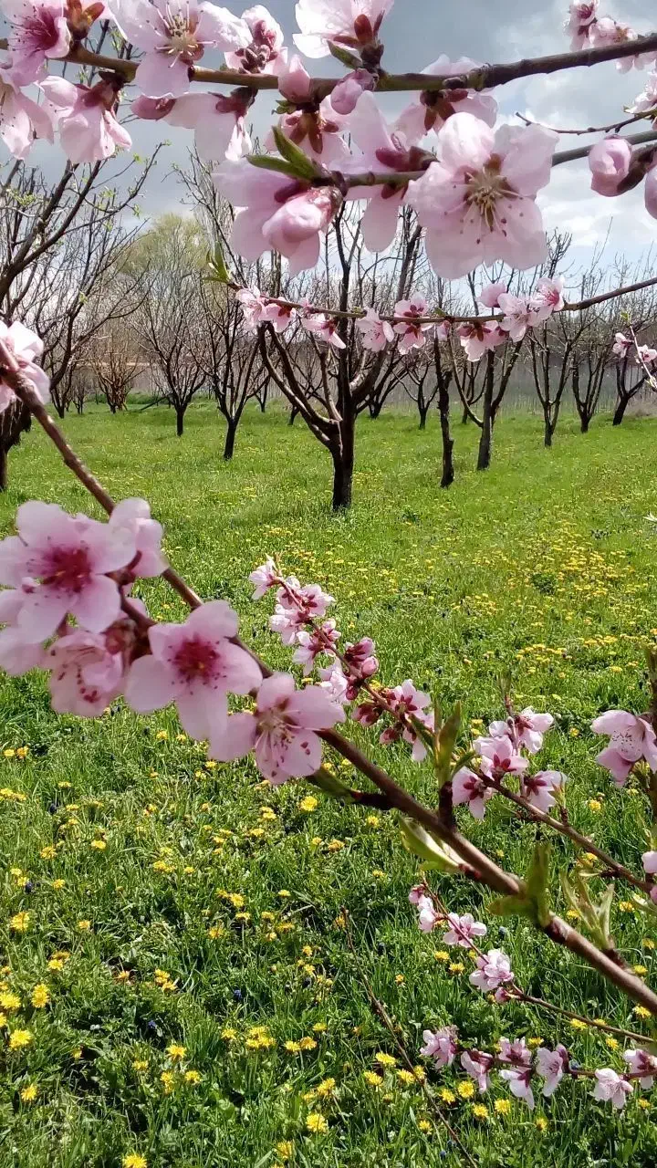 باغ فروشی در نزدیک زنجان