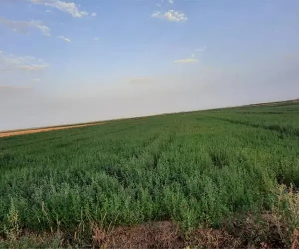 زمین مخصوص باغ شهری