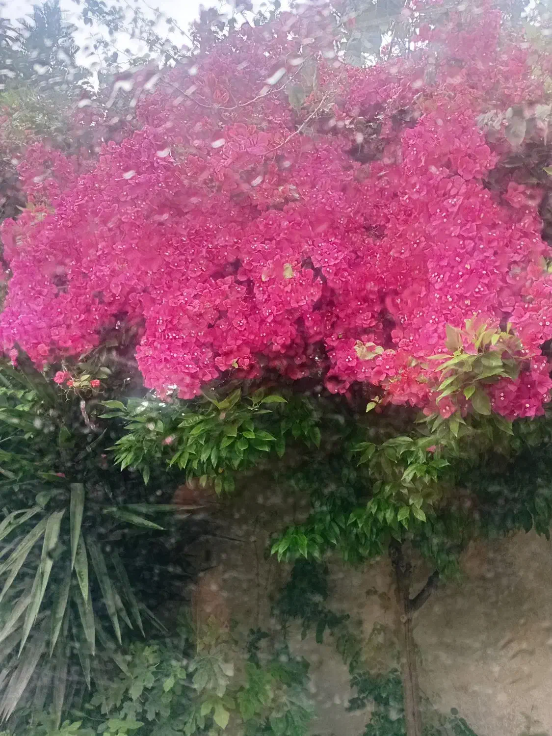 گلخانه بزرگ عالی کورانه جاده الموت