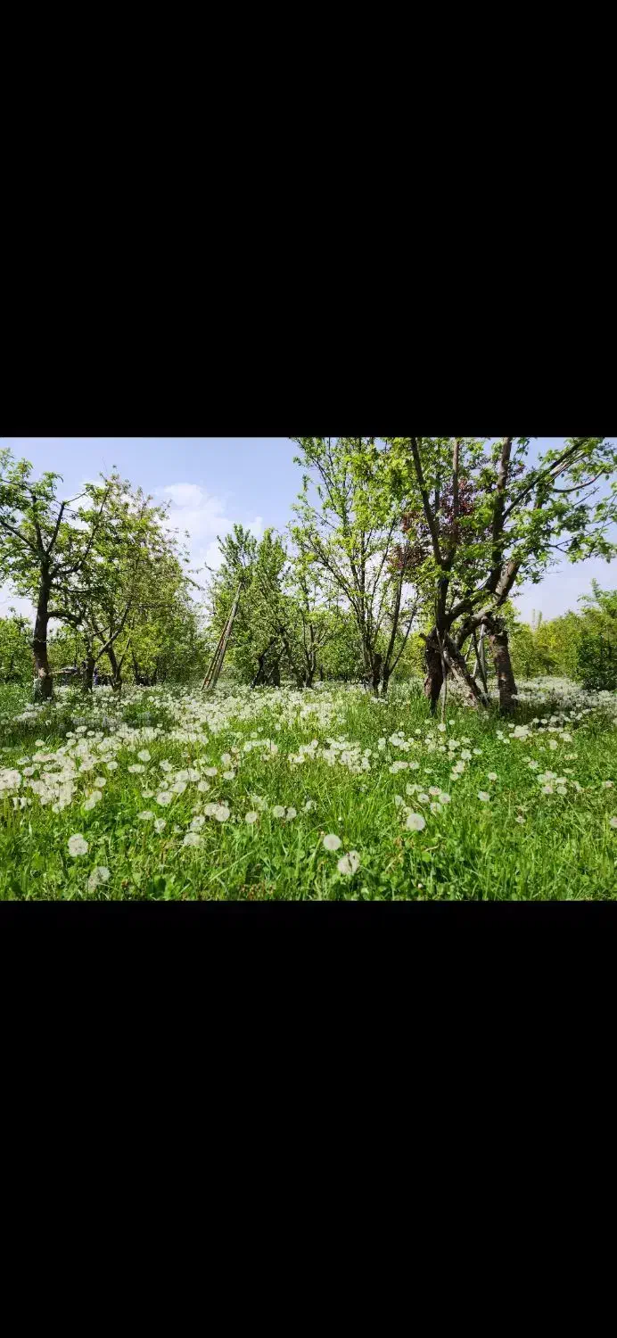باغ فیرورق
