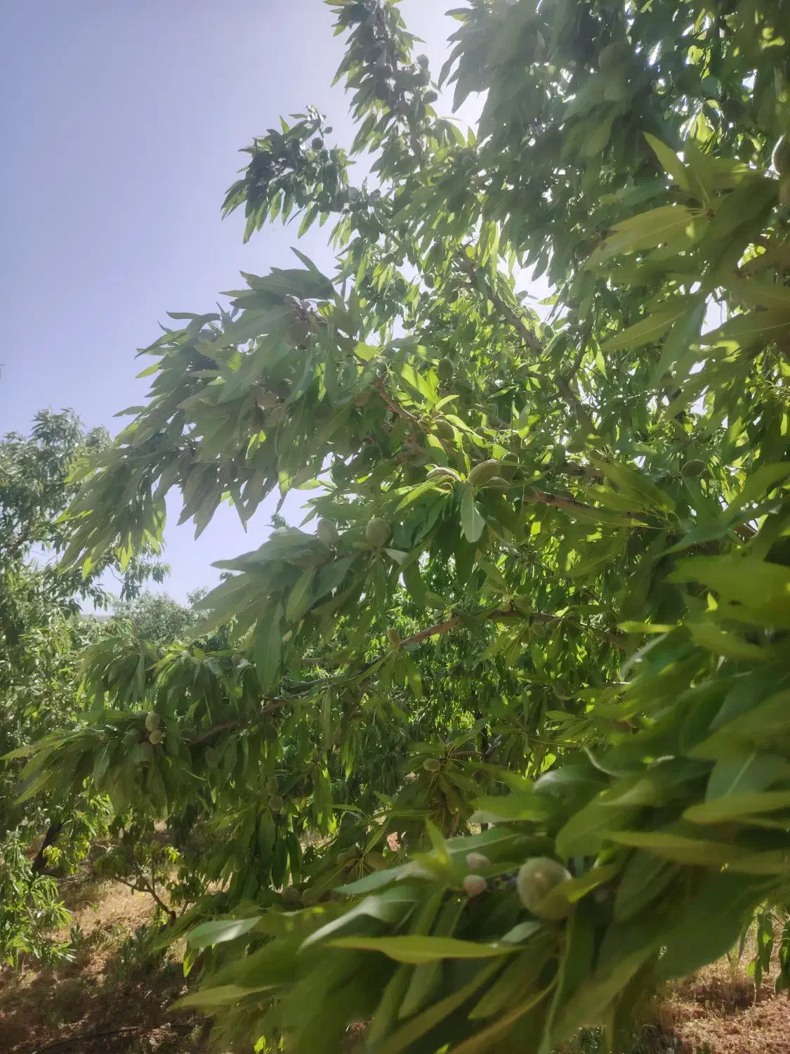 5جیریبی طرح عمان سامان