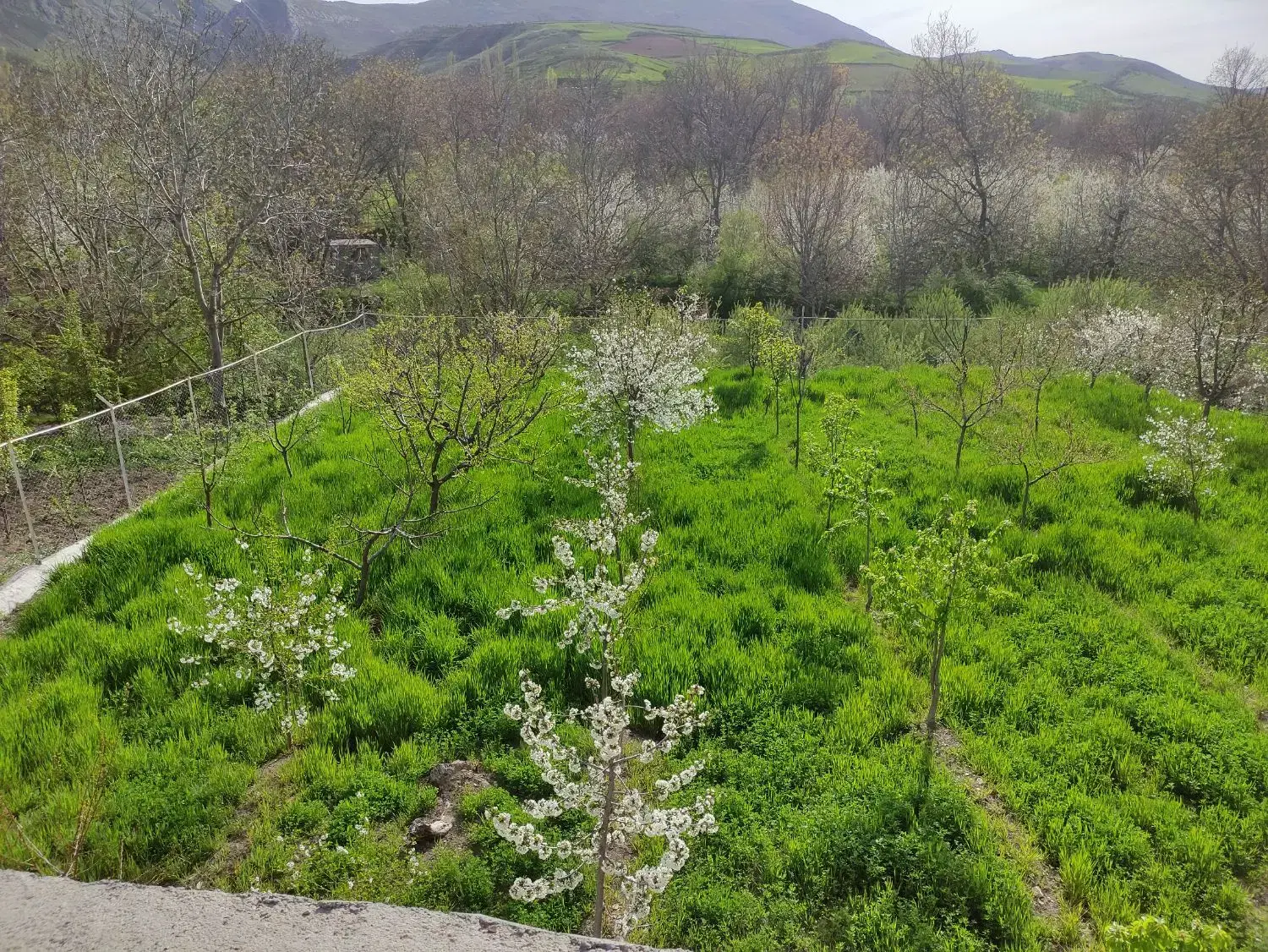 فروش باغ 1000متری چناران شهر با خونه یک خواب
