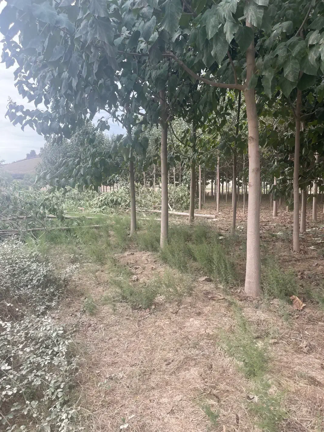 زمین زراعی