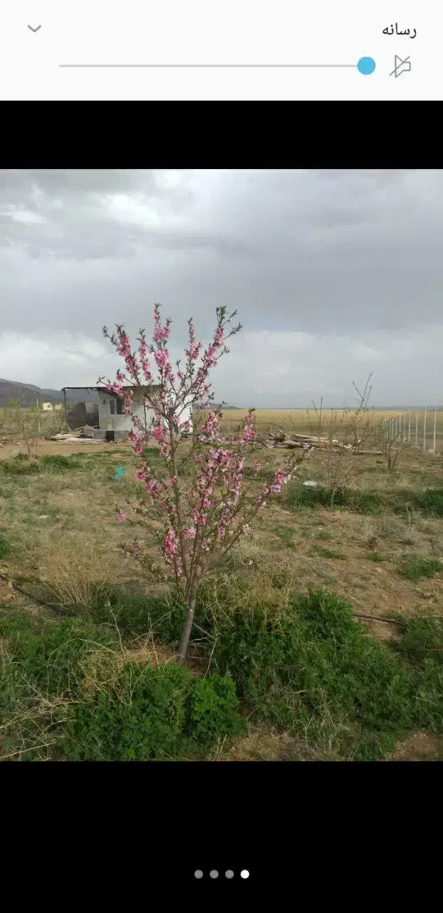 باغ فروشی زرنان