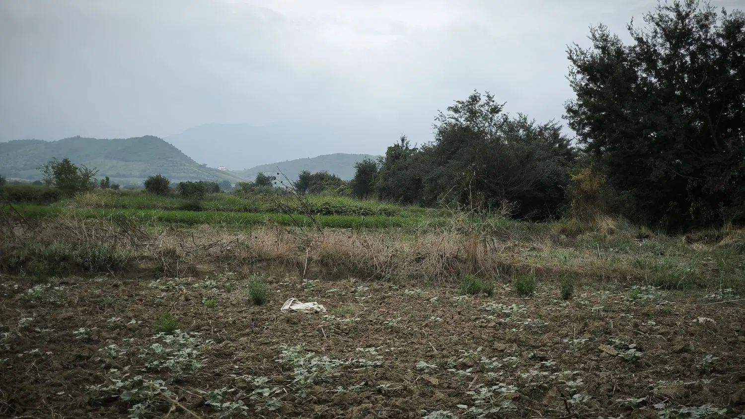 یک قطعه زمین باغی به مساحت 1800متر