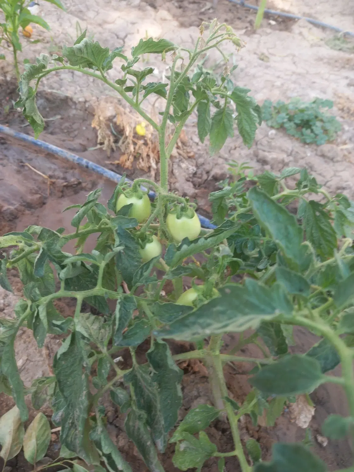 باغچه و خونه ویلایی نرسیده ب قزوین
