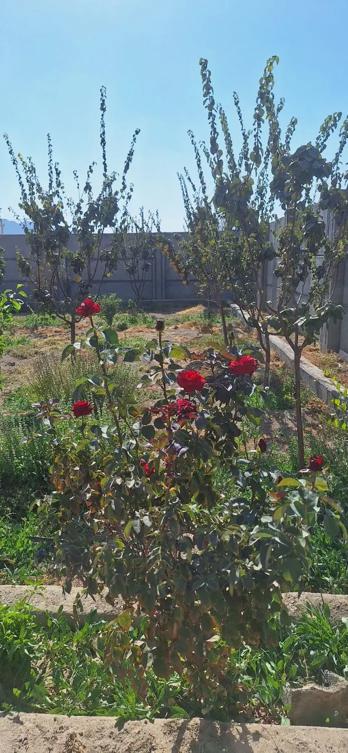باغ ویلا