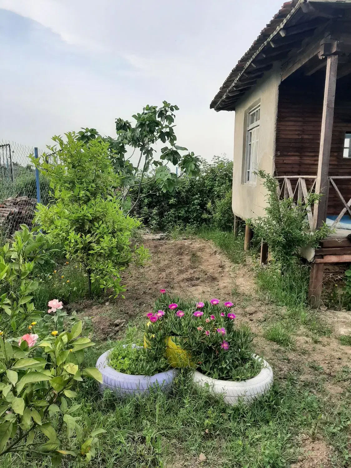 زمین باغی و کلبه شموشک